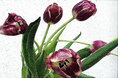 EasterTulips